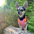 Load image into Gallery viewer, Small Pet Harness - Tutti-Fruity
