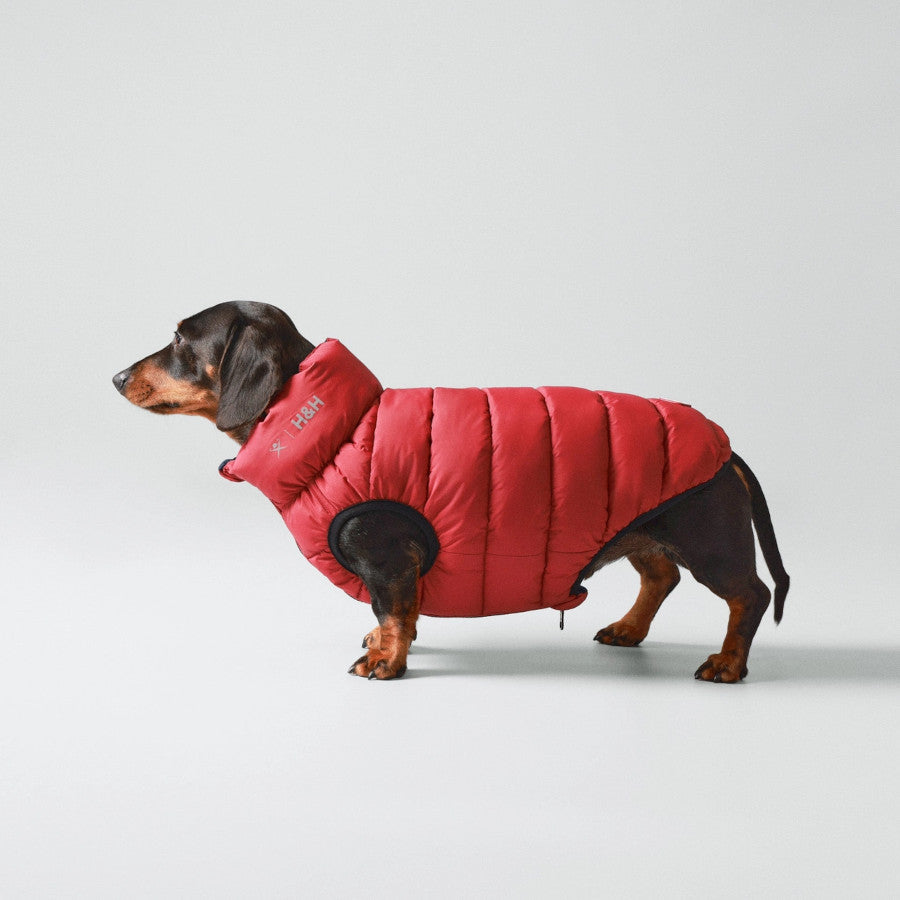 Hackett X Hugo Hudson Dog Puffer Jacket