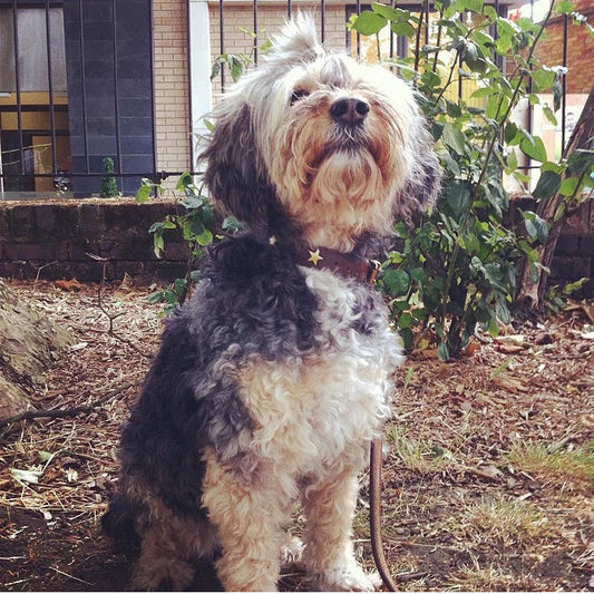 Brass Star Chocolate Brown Leather Dog Collar