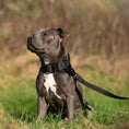 Load image into Gallery viewer, Bullyion Elite+® Dog Collar
