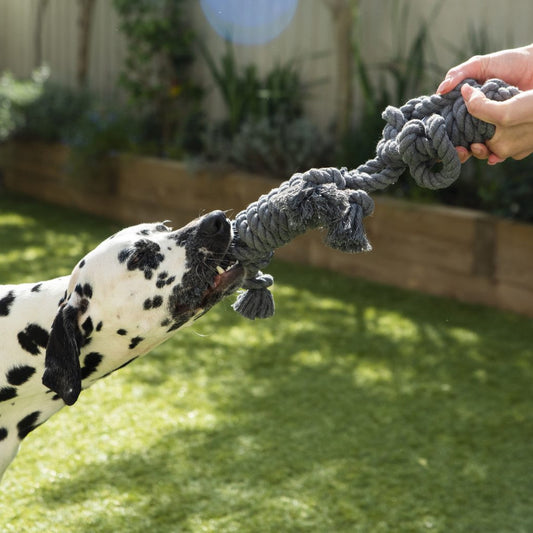 Rope Buddy Toy Grey Dog