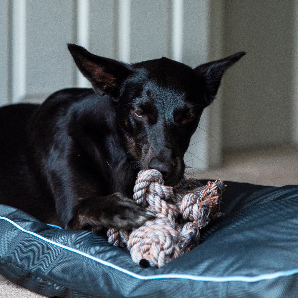 Rope Buddy Toy Brown Dog
