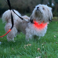Load image into Gallery viewer, Red LED Dog Collar
