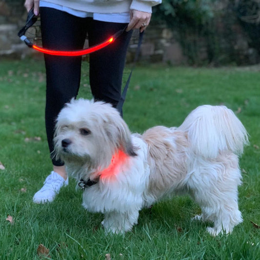 Red LED Dog Lead