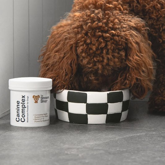 Canine Complex Mushroom Powder