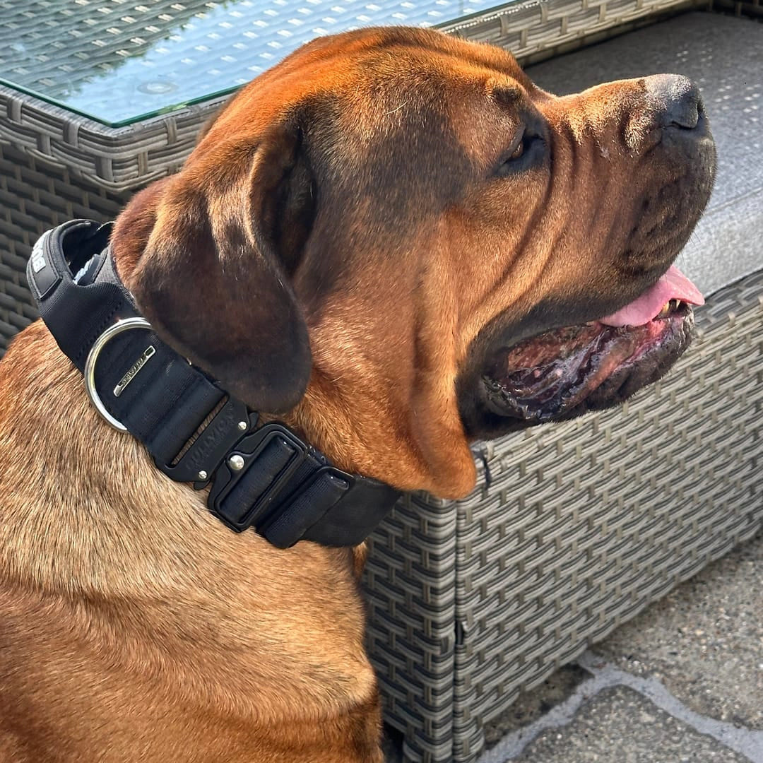 Pro Power Dog Collar With Handle
