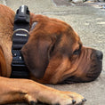Load image into Gallery viewer, Pro Power Dog Collar With Handle
