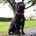 Load image into Gallery viewer, Silver Hearts Red Leather Dog Collar

