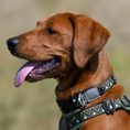 Load image into Gallery viewer, GO-CEE Dog Collar Fern
