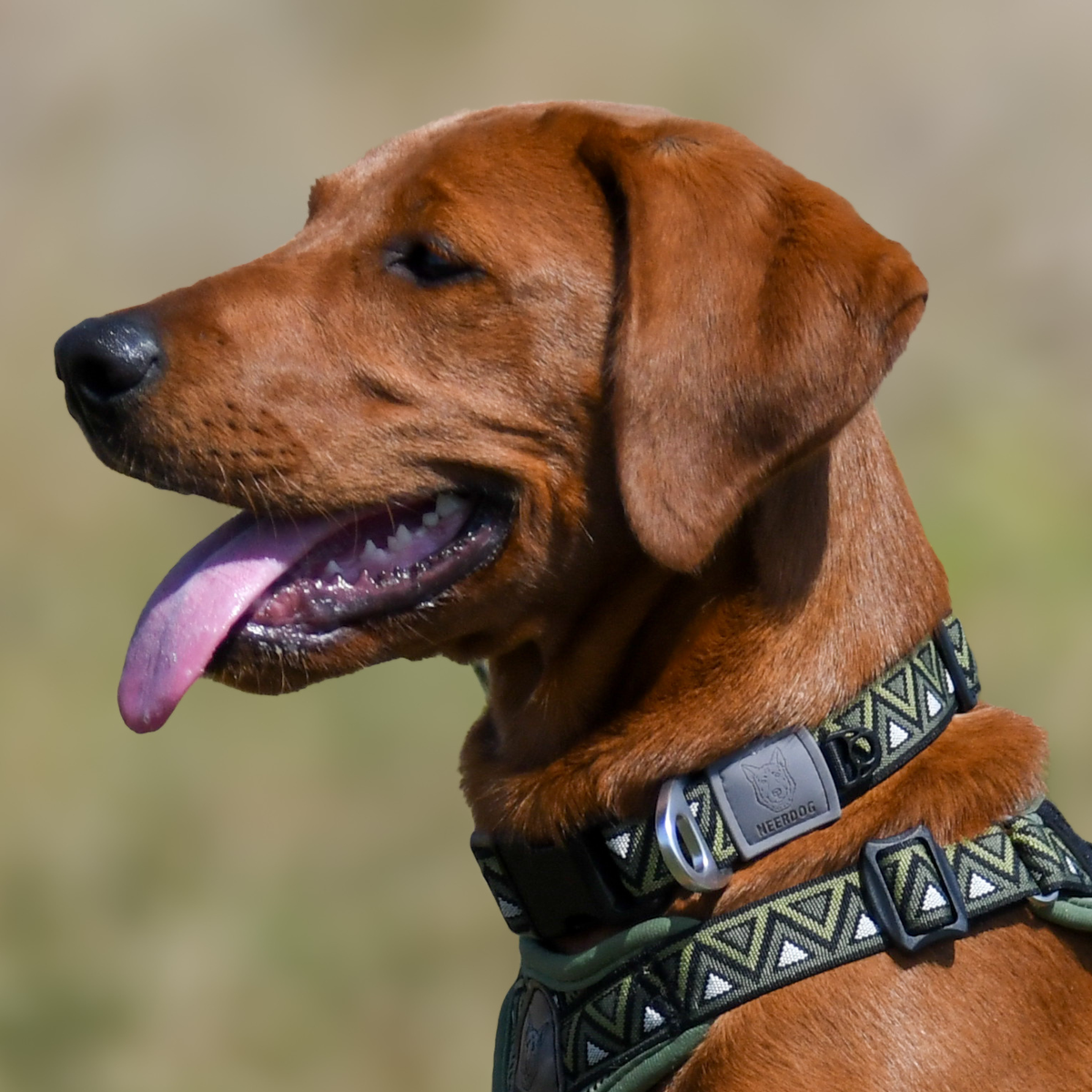 GO-CEE Dog Collar Fern