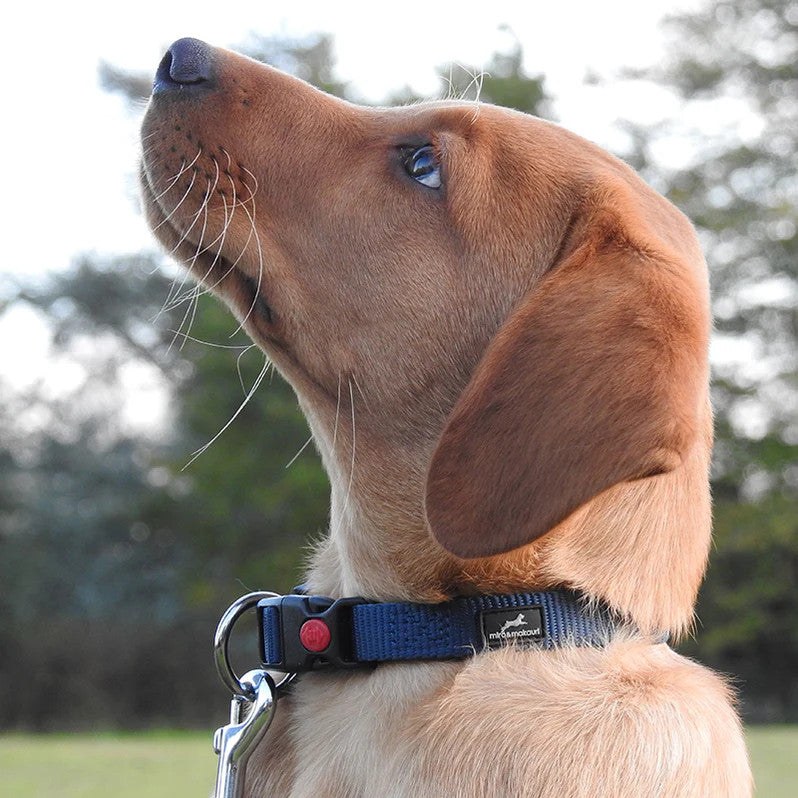 Belay Nylon Safety Collar Navy Blue