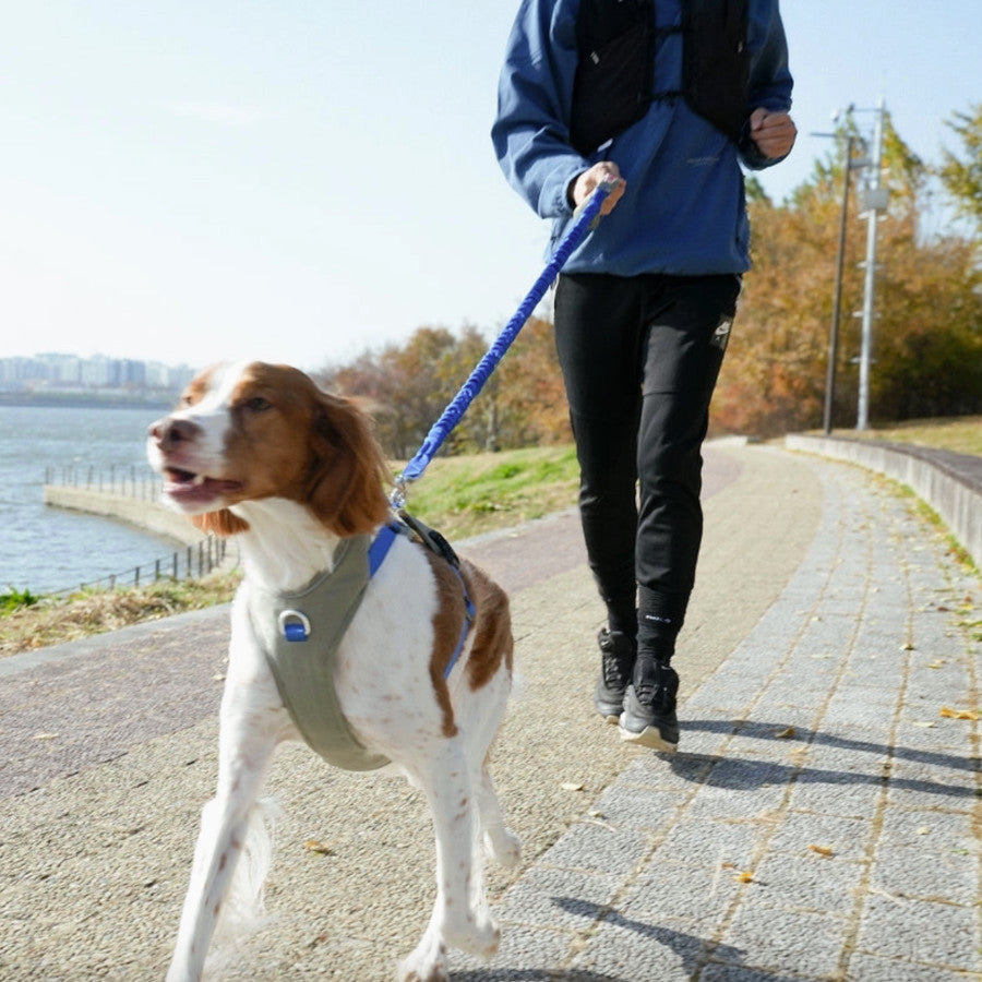 Go Mentum Dog Bungee Lead
