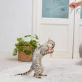 Load image into Gallery viewer, Petio Ebi Cat Teaser with Crinkly Film & Ribbon
