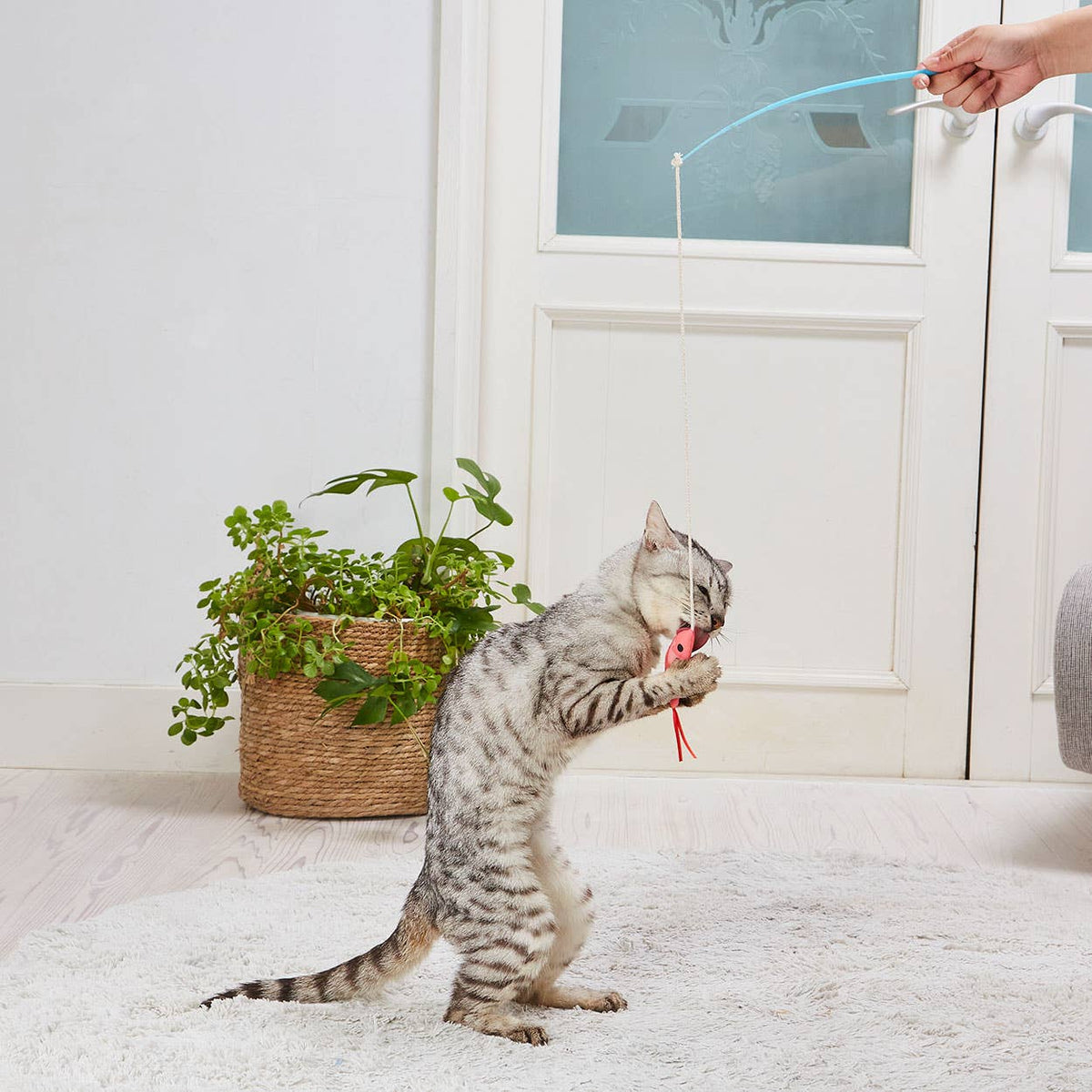 Petio Ebi Cat Teaser with Crinkly Film & Ribbon