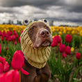 Load image into Gallery viewer, Frog Dog Snood
