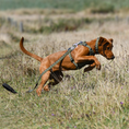 Load image into Gallery viewer, GO-CEE Dog Lead Fern
