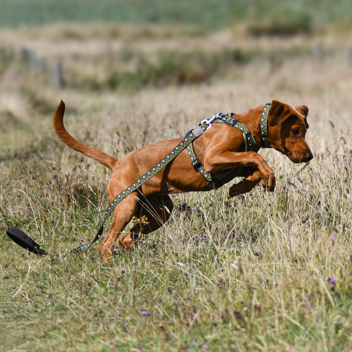 GO-CEE Dog Lead Fern