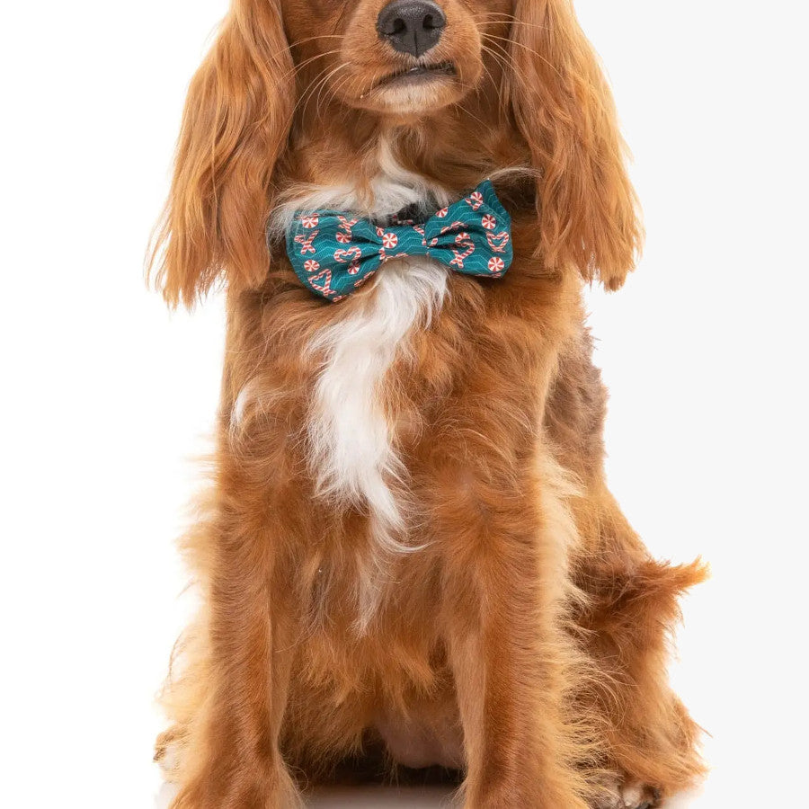 Candy Canes Bandana & Bow Tie