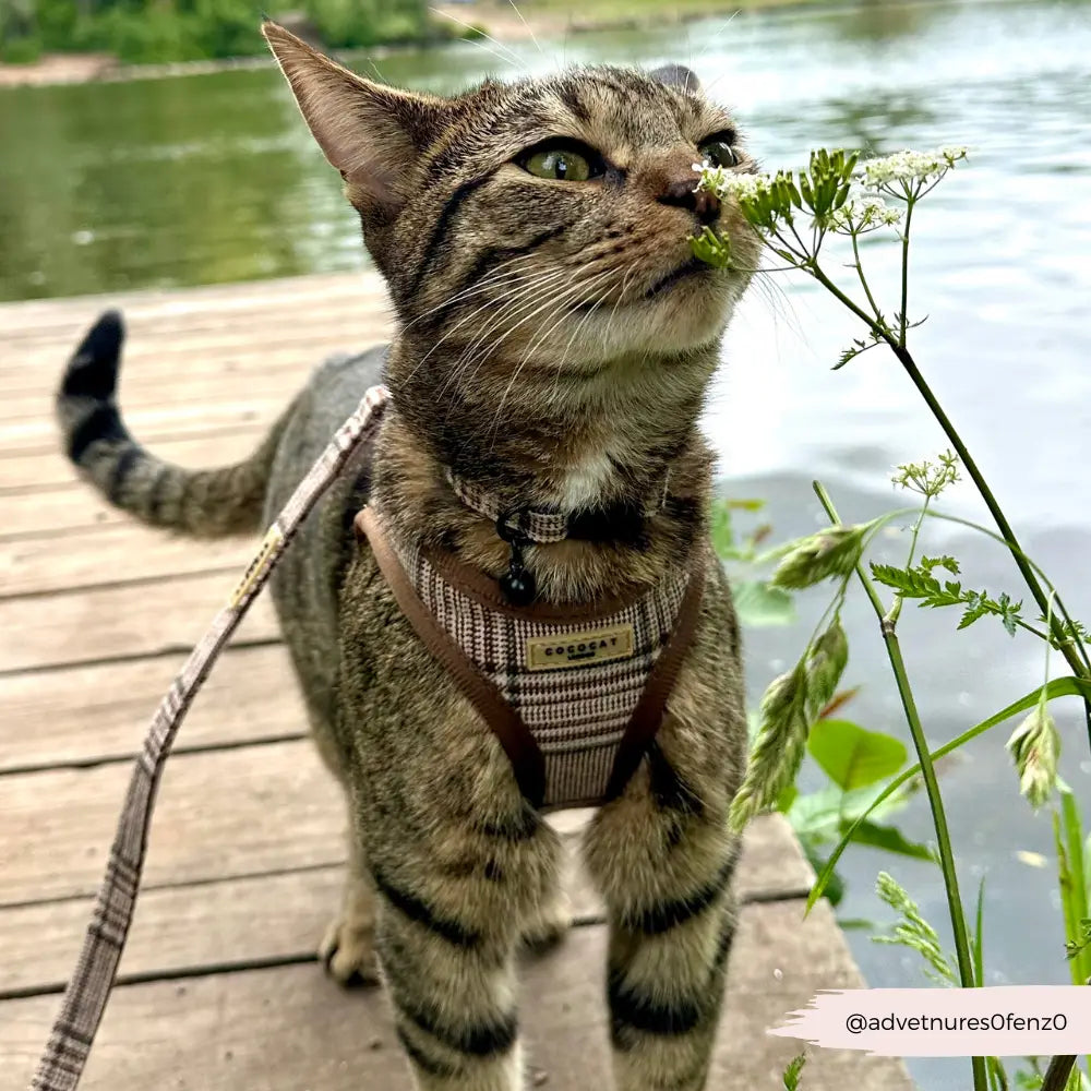 Plaid Cat Lead