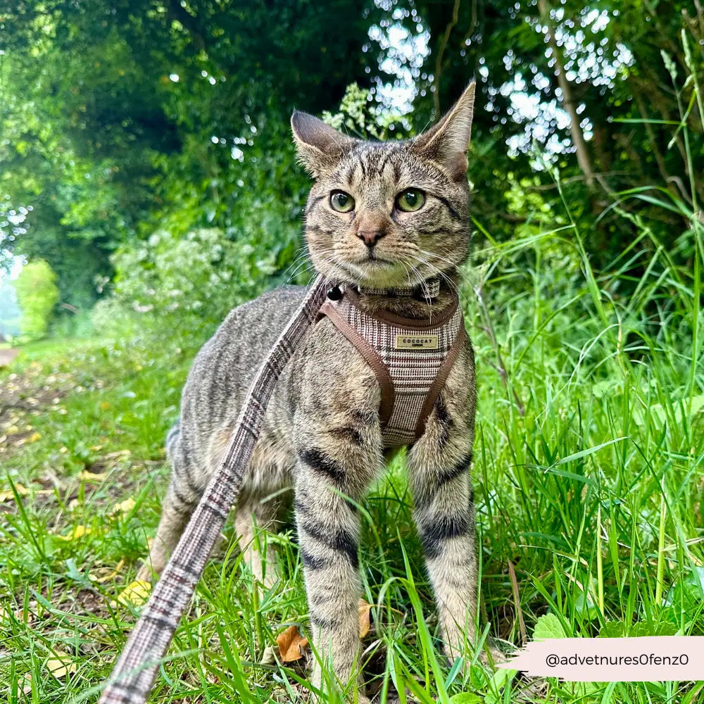 Plaid Cat Lead