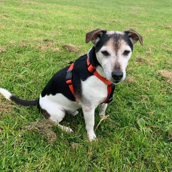 Colour Block Webbing Harness