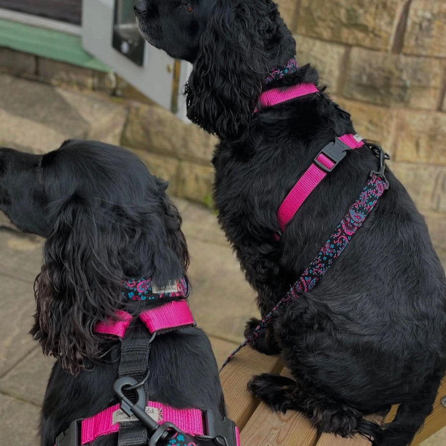 Colour Block Webbing Harness