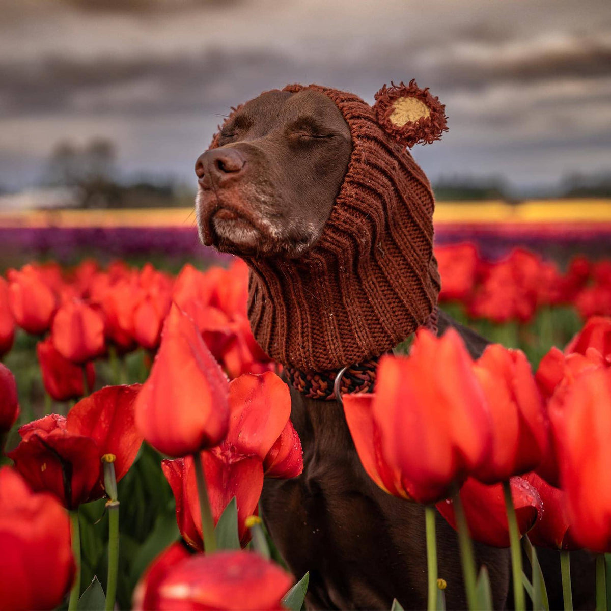 Fuzzy Bear Dog Snood