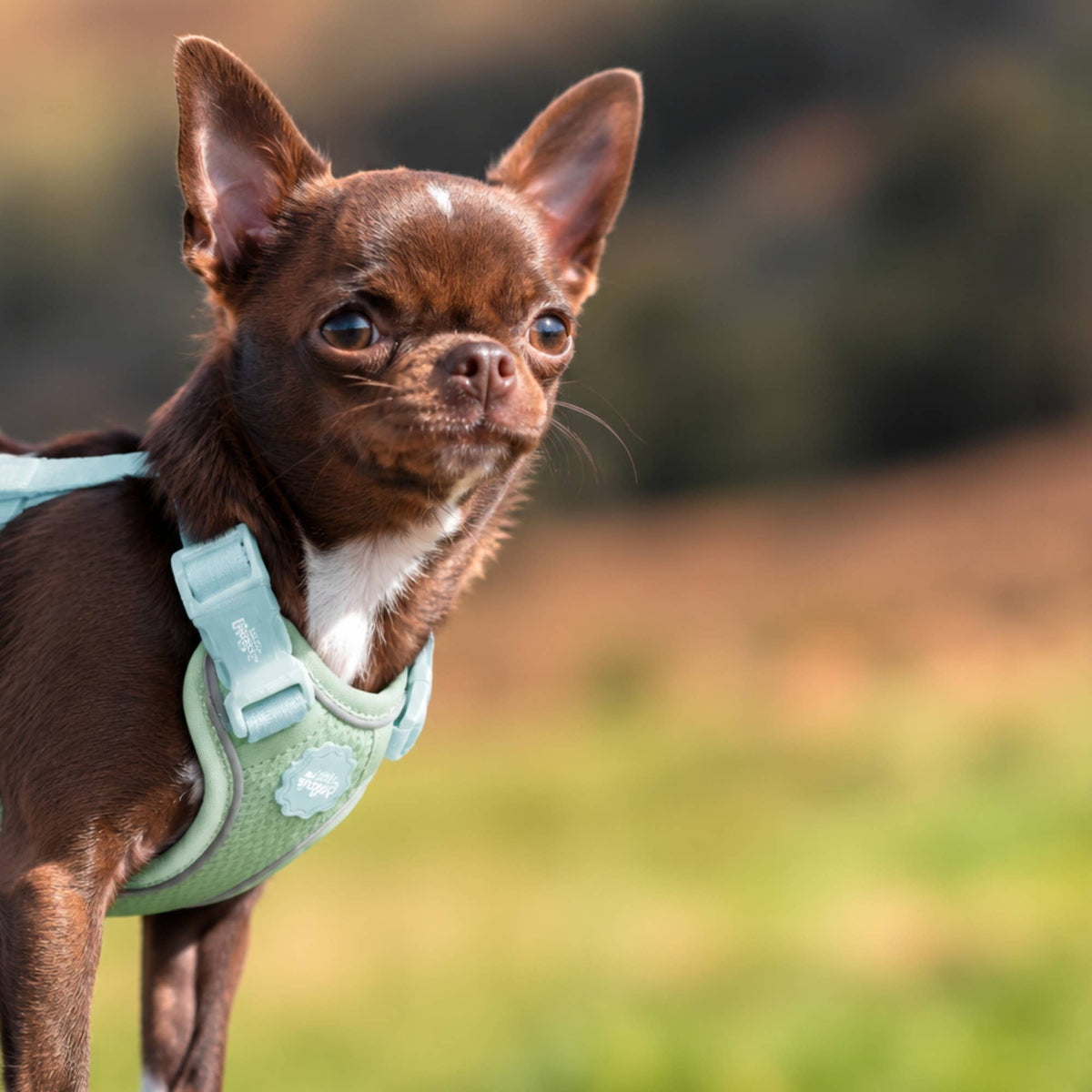 Small Pet Harness - Spearmint
