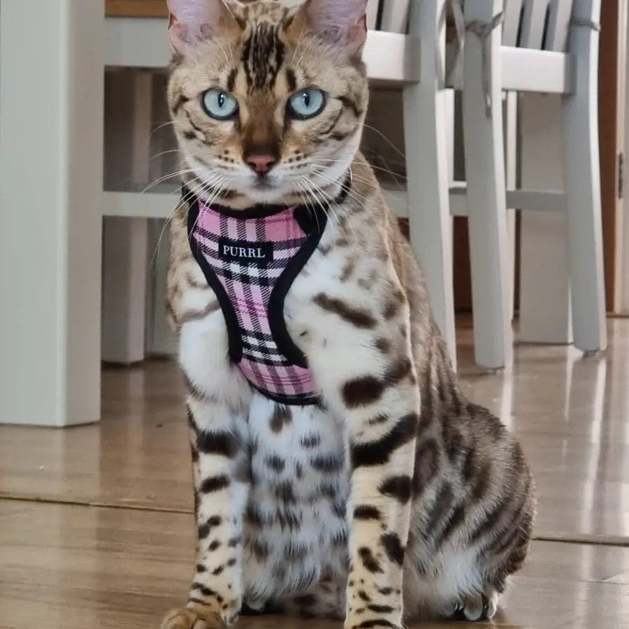 Pinkberry Check Cat Harness & Lead