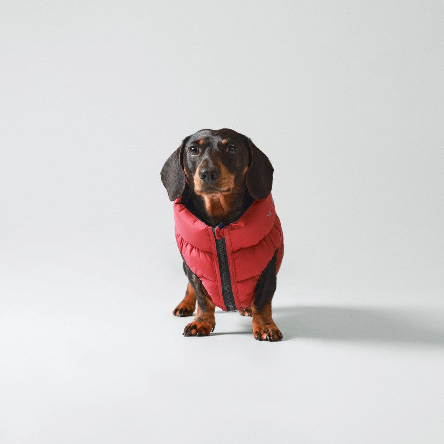 Hackett X Hugo Hudson Dog Puffer Jacket