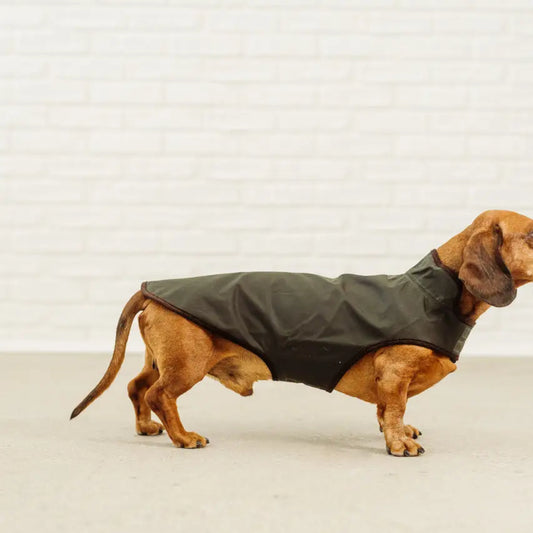 Dachshund Raincoat Turner