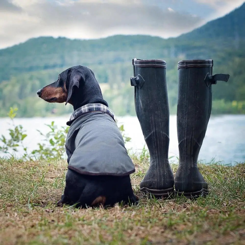 Dachshund Raincoat Turner