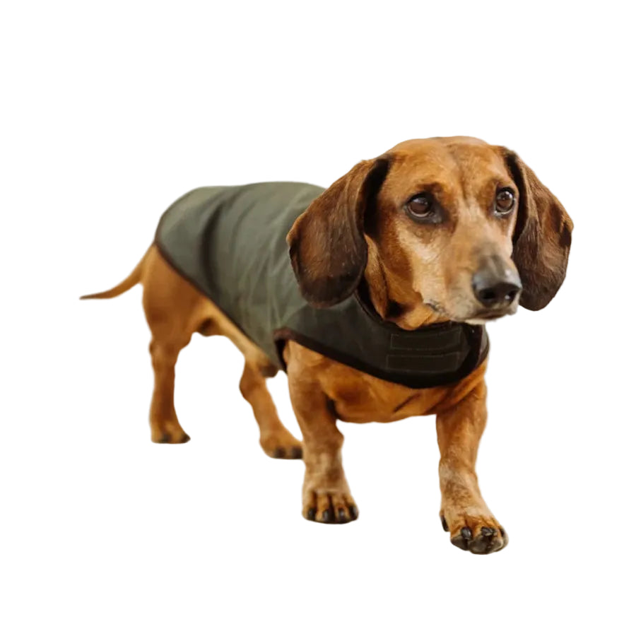 A brown dachshund wearing a dark olive green dog coat walks forward 