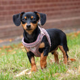 Load image into Gallery viewer, Teddy Bear Fleece Harness For Puppies & Small Dogs - Rose

