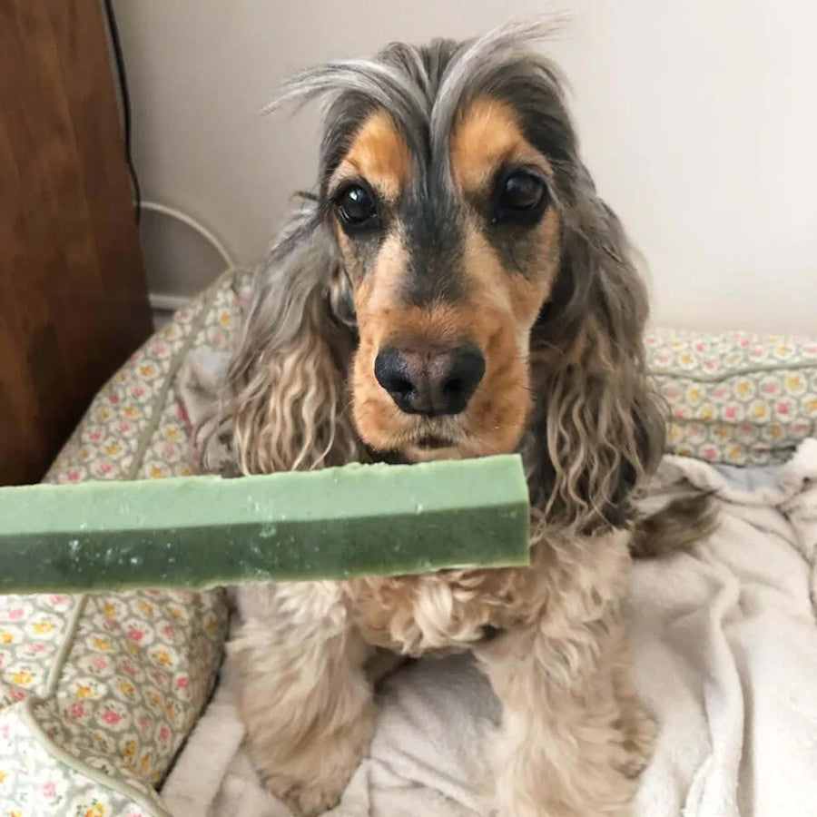 Fruity Fresh Fang Dental Chew