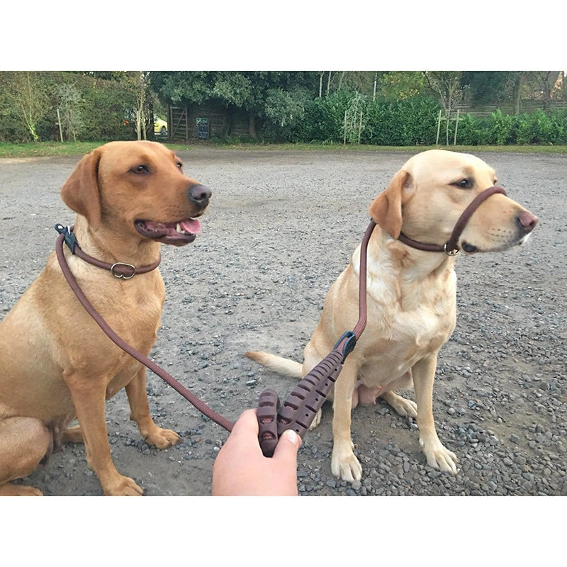 Dog Slip Lead with Fig 8 Training Aid (Medium / Large Dogs)