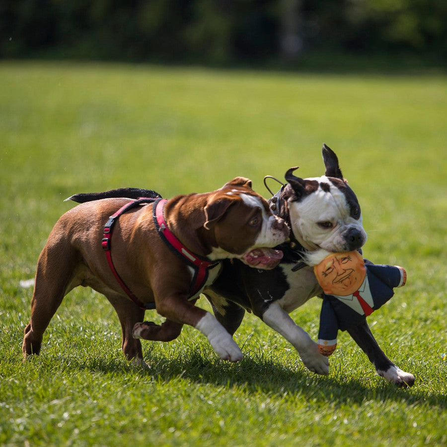 Donald Trump Dog Toy