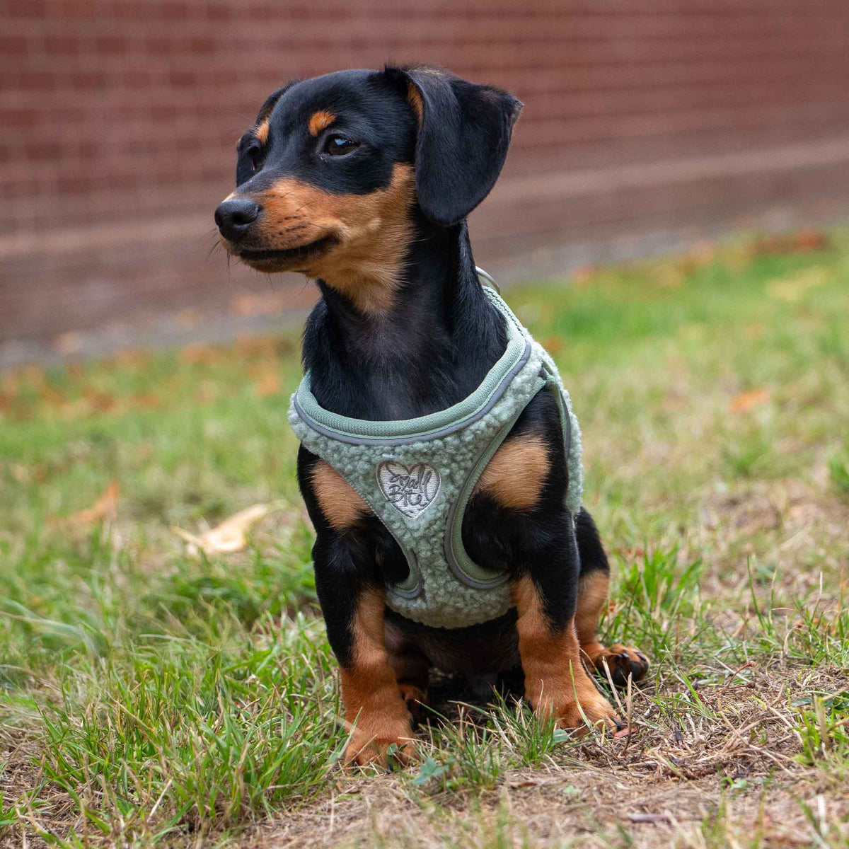 Teddy Bear Fleece Harness For Puppies & Small Dogs Sage