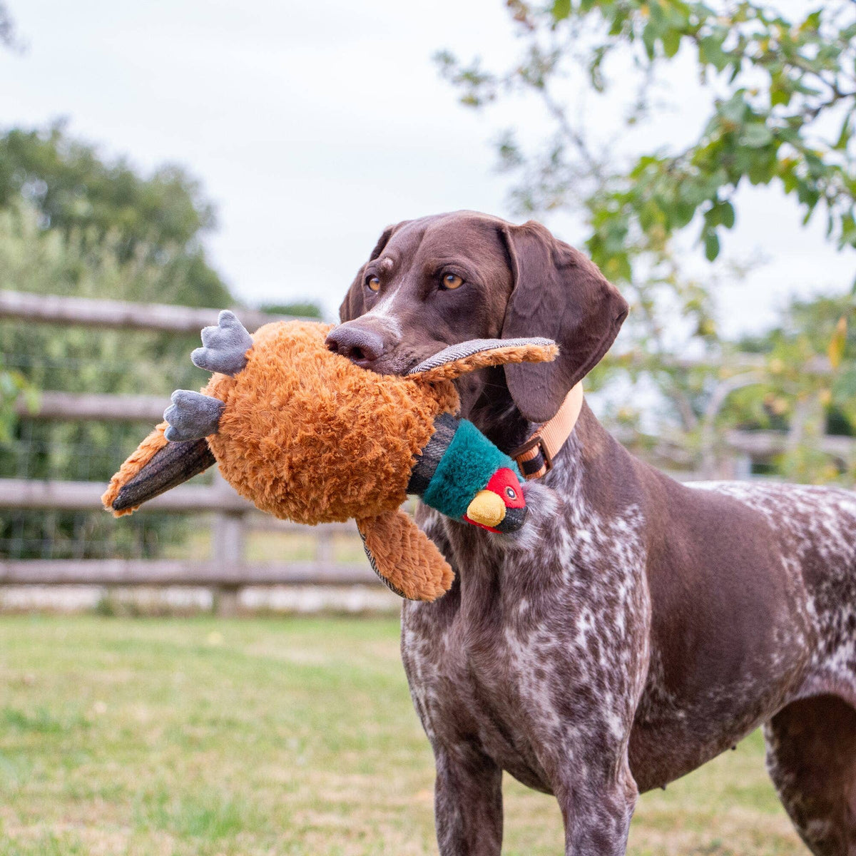 Phoebe Pheasant Dog Toy