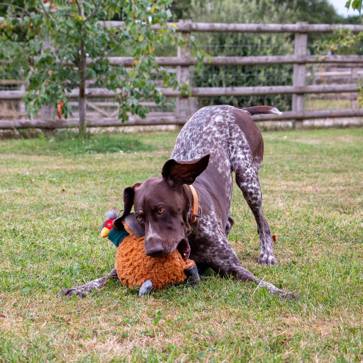 Phoebe Pheasant Dog Toy