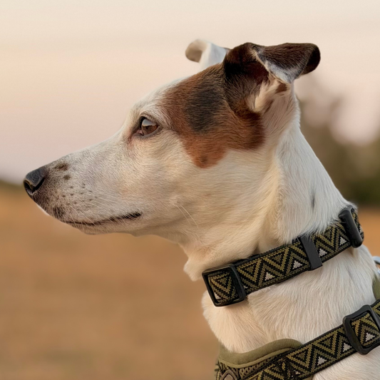 GO-CEE Dog Collar Fern