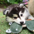Load image into Gallery viewer, Eco Dog Toy Freddie Frog
