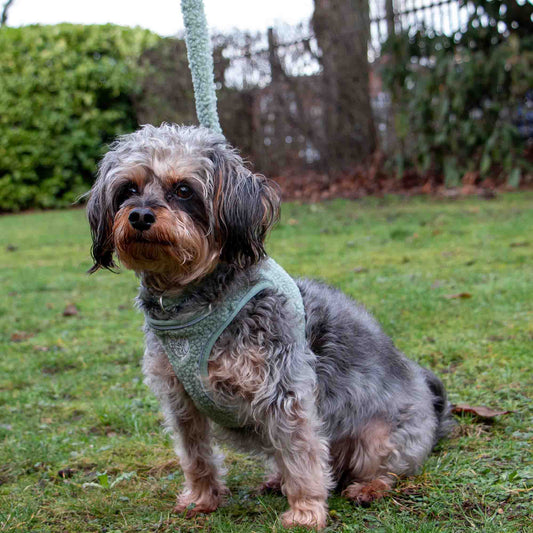 Small Bite Teddy Bear Collar Sage