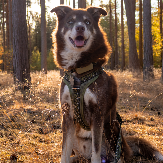 GO-B-BOLD Dog Harness Fern