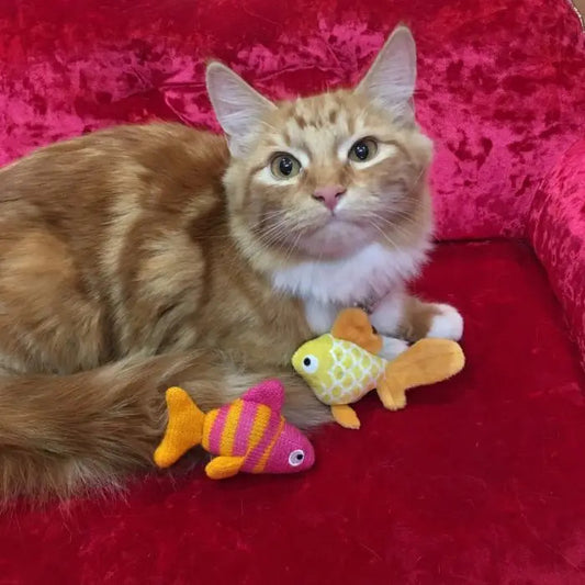 Fish Gift Set For Cats