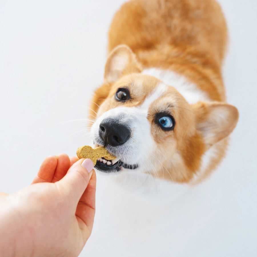 Brain Booster Dog Treats