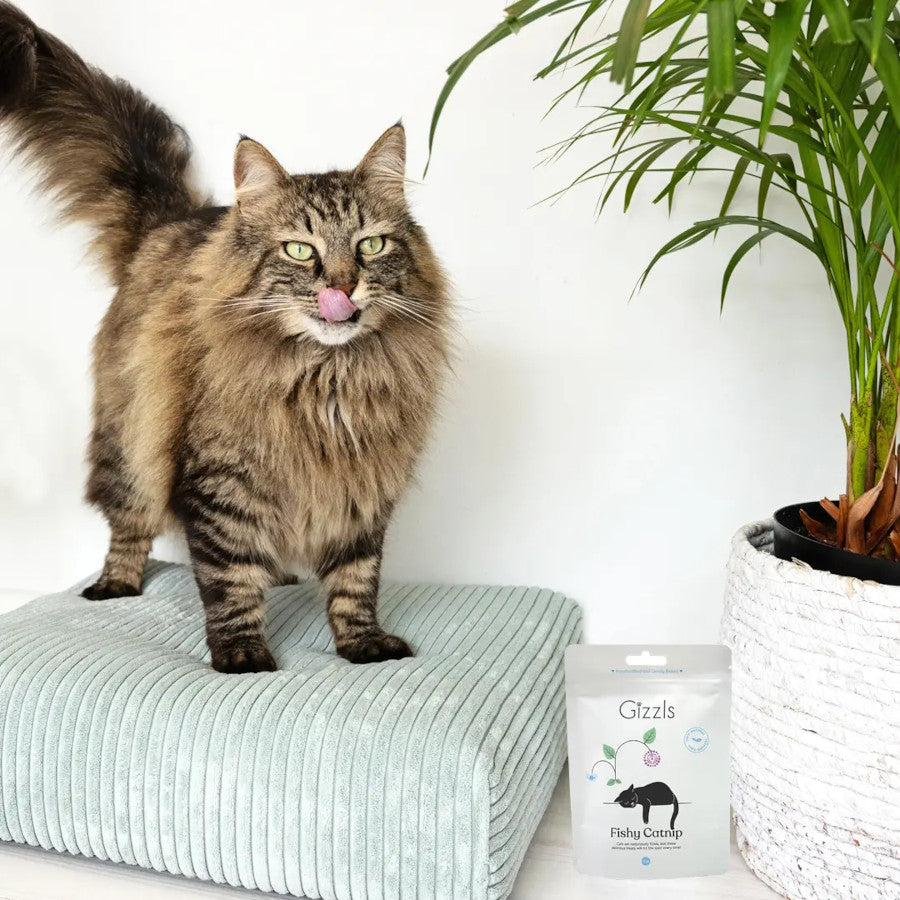 Natural Fishy Catnip Cat Treats