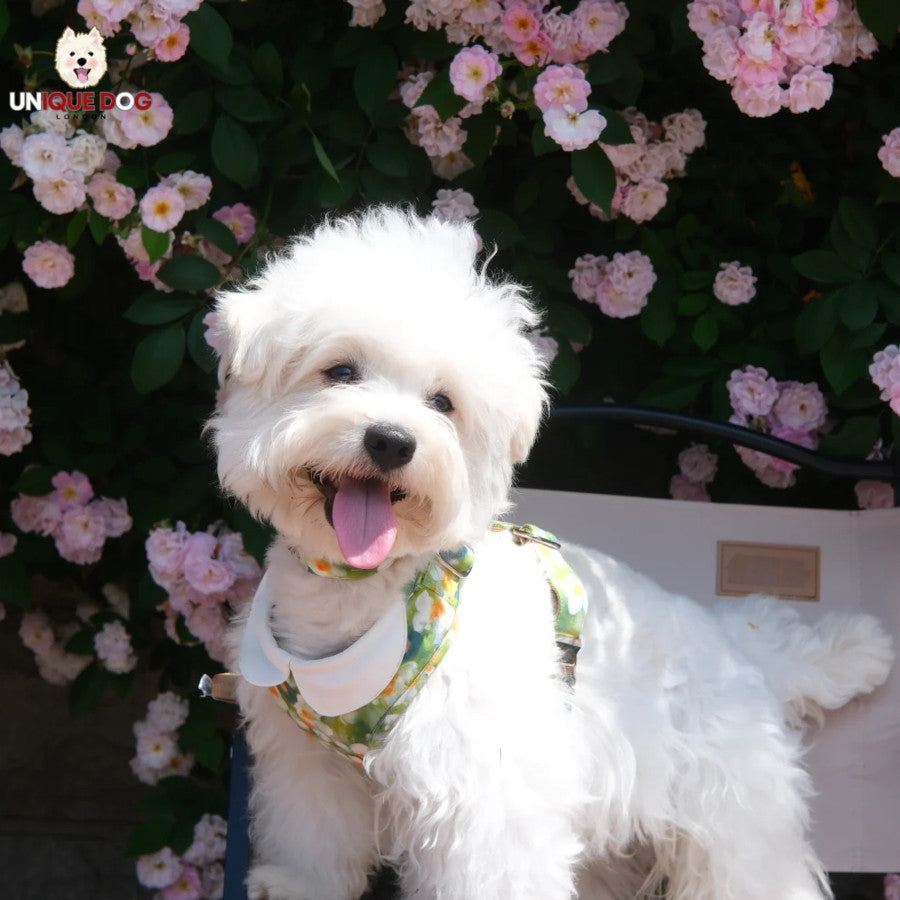 London Garden Greenwich Collar