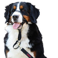 Load image into Gallery viewer, Halti Headcollar
