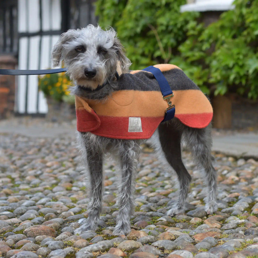 Original Whippet Coat